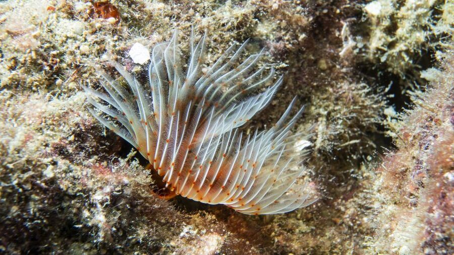Alanya: 2 Guided Scuba Dives with Lunch and Hotel Transfers - Key points to know before booking