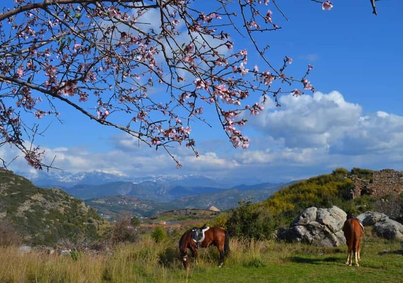 Alanya: Horse Riding Adventure - Meeting the rescued horses and getting ready