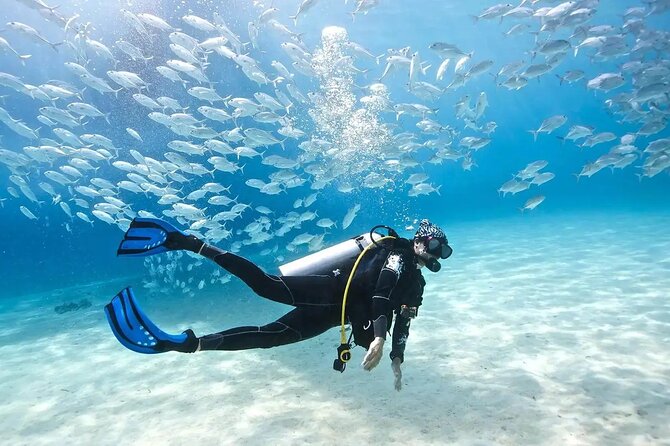 Alanya : Scuba Diving for Beginners w/ Lunch and Transfer - From your hotel gate to Alanya’s Türkler harbor