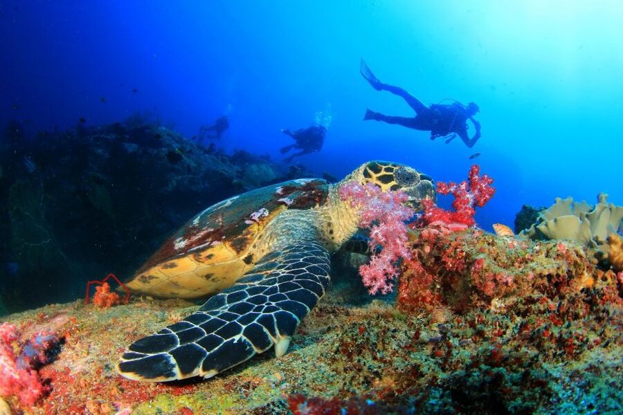 Alanya: Scuba Diving Tour With Lunch - What the $67 price really covers