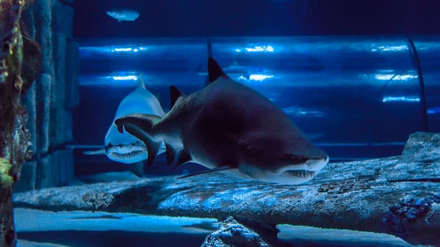 Antalya: Aquarium and Wax Museum Entry Ticket - Is $47 good value?
