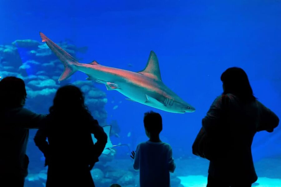 Antalya: Aquarium and Wax Museum Entry Ticket - Face 2 Face Wax Museum changes the mood