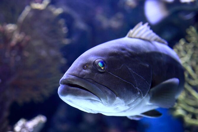 Antalya: Aquarium Ticket With Optional Transfer - Key Points Before You Book
