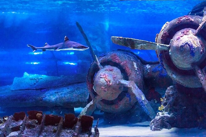 Antalya: Aquarium Ticket With Optional Transfer - Tuesdays and Fridays Matter