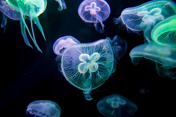 Antalya: Aquarium, Wax Museum & Combo Package Options - Is $54.06 a fair price?