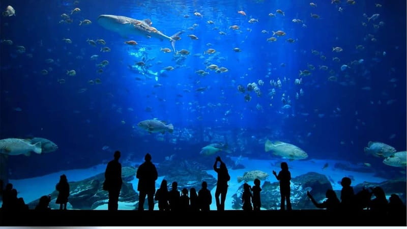 Antalya: Aquarium, Wax Museum, Snow World, Wild Park - Tropical reefs and the daily shark feeding