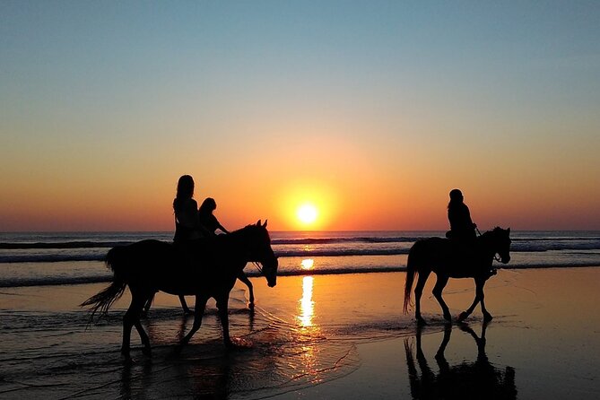 Antalya Horse Riding On Beach And Through The Forests For 2 Hours - Through the pine forest: a calmer change of scene