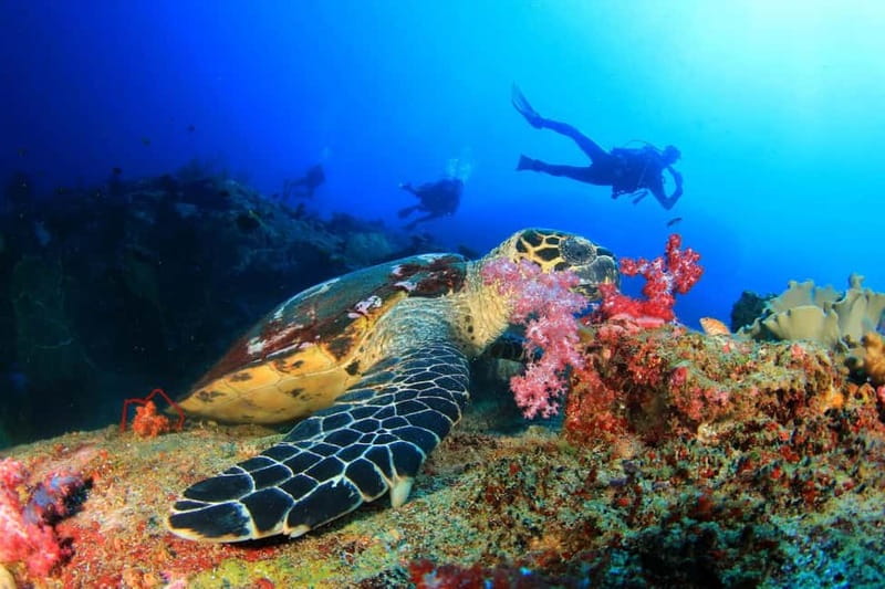 Antalya/Kemer: 2 Dives Scuba Diving Trip with Lunch - What this Kemer boat day is really like