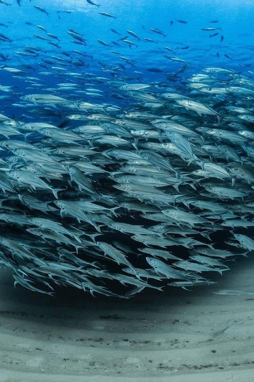 Antalya, Side and Alanya: Scuba Diving with Lunch & 2 Dives - What the $44 Antalya Scuba Package Really Includes