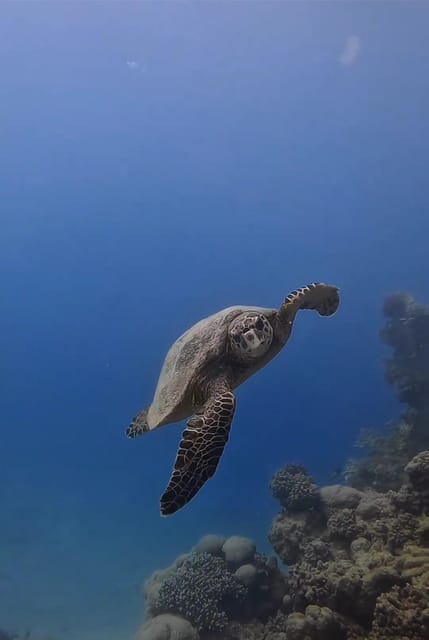 Antalya, Side and Alanya: Scuba Diving with Lunch & 2 Dives - The First 6-Meter Session: A Gentle Start