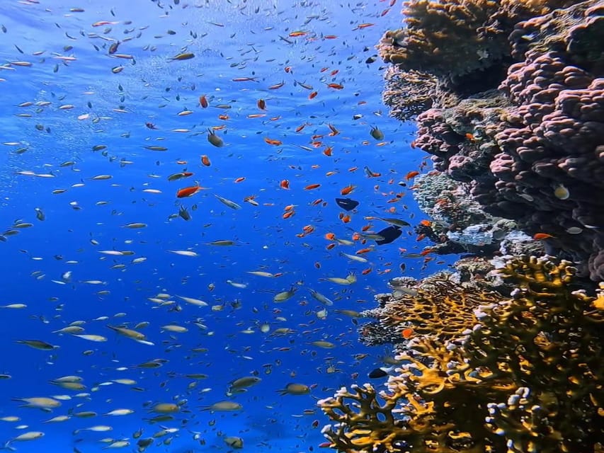 Antalya, Side and Alanya: Scuba Diving with Lunch & 2 Dives - The Second 12-Meter Session and Possible Marine Life