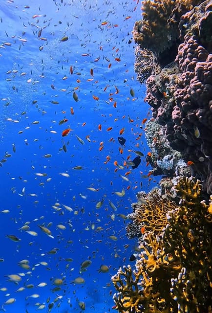Antalya, Side and Alanya: Scuba Diving with Lunch & 2 Dives - What the Instructors Add for Beginners