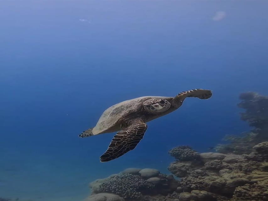 Antalya, Side and Alanya: Scuba Diving with Lunch & 2 Dives - Who Will Enjoy This Most