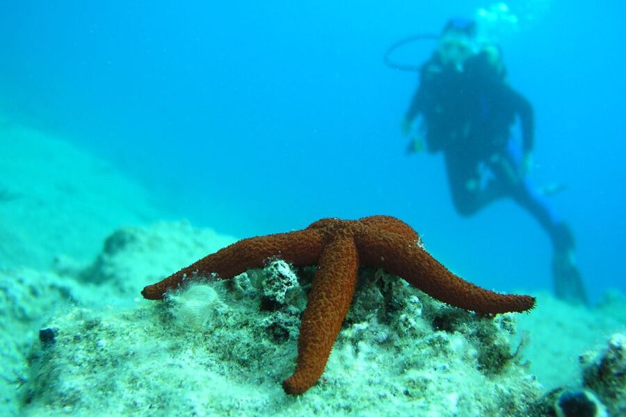 Bodrum: Full-Day Scuba Diving Tour - Why Bodrum works so well for a first underwater outing