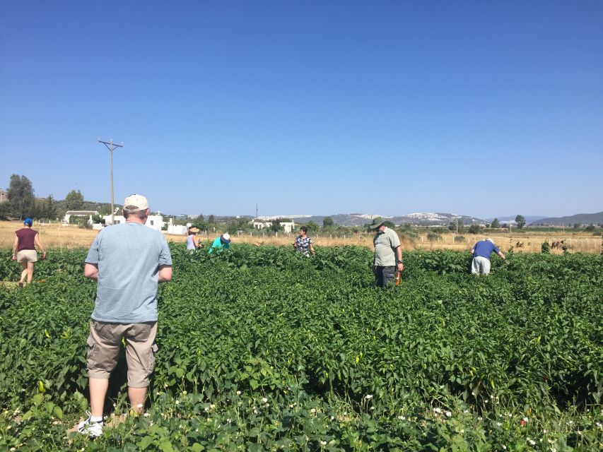 Bodrum: Market Visit and Cooking Class - The Food Is The Main Event