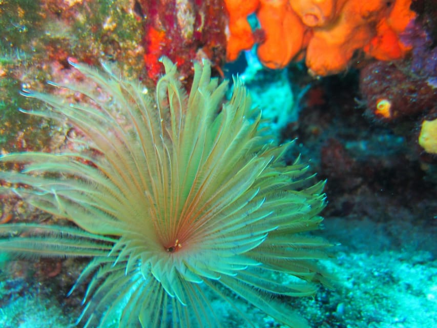 Bodrum: Scuba Diving Trip with Lunch - A 25-minute underwater session, with an important timing warning