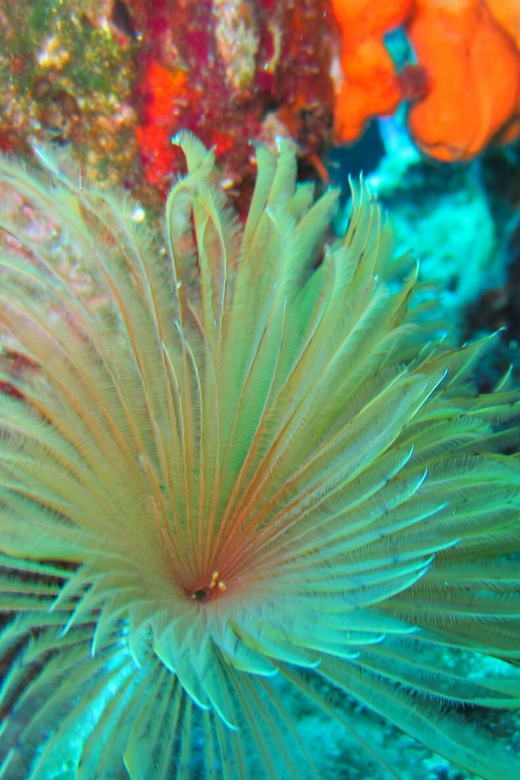 Bodrum: Scuba Diving Trip with Lunch - Lunch on board: useful, simple, and not the main attraction