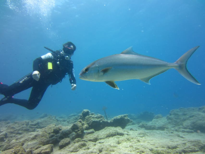 Bodrum: Scuba Diving Trip with Lunch - Who will get the most from this Bodrum outing