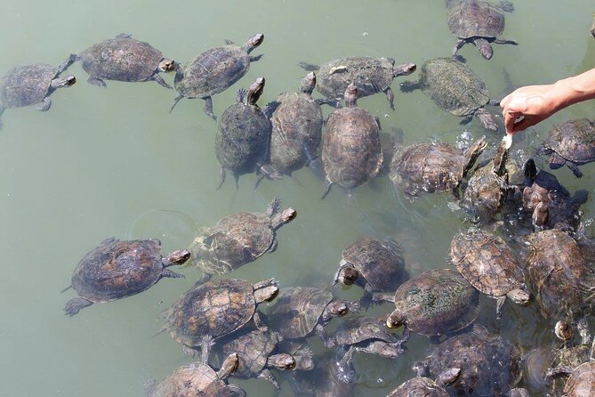 Bodrum Turtle Beach Tour With Mud Baths & King Tombs - Cruising the Dalyan River Toward Ancient Tombs