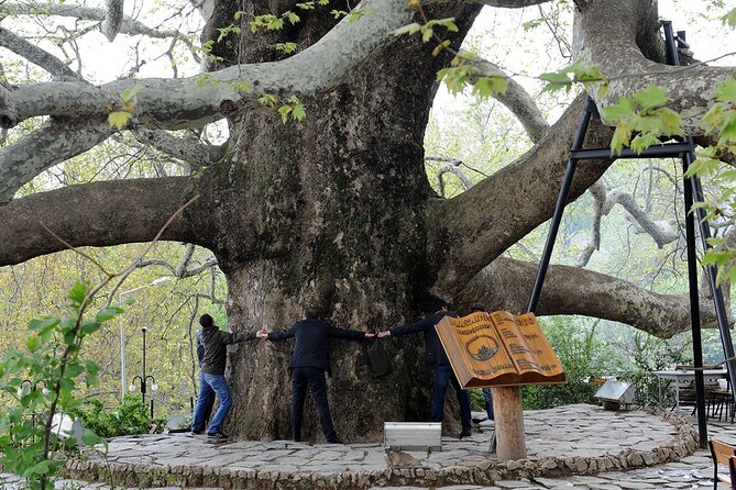 Bursa Day Trip from Istanbul - The 600-year-old plane tree