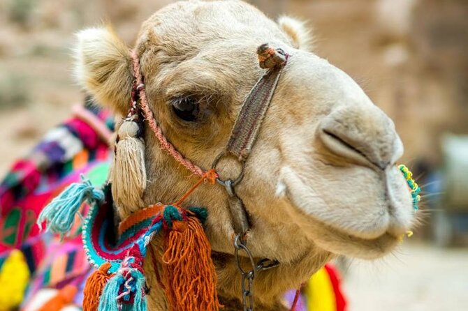 Cappadocia Camel Ride Experince Sunrise Sunset Daytime - What happens from hotel pickup to the camel yard