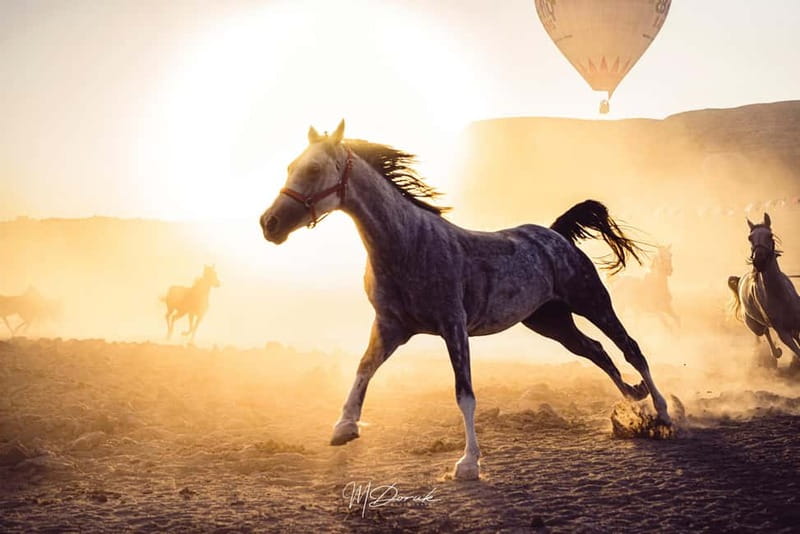 Cappadocia: Fascinating Horse Tour in Göreme Valleys - Key points for your Cappadocia ride