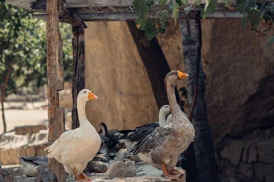 Cappadocia :Red Tour Entry Tickets and Lunch Included - Why this Red Tour works well for a first day