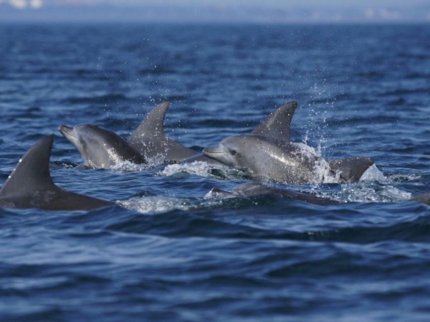 City of Side: Dolphin Island Boat Tour with BBQ & Foam Party - What the $27 price really includes