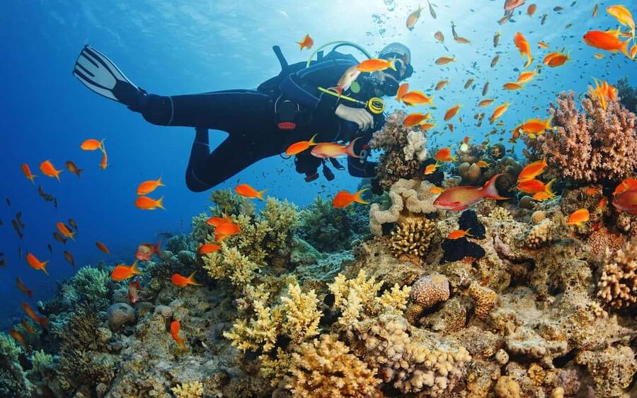 Diving Tour from Alanya & Side with Lunch - 2 Dives Included - Leaving Side or Alanya for the Mediterranean
