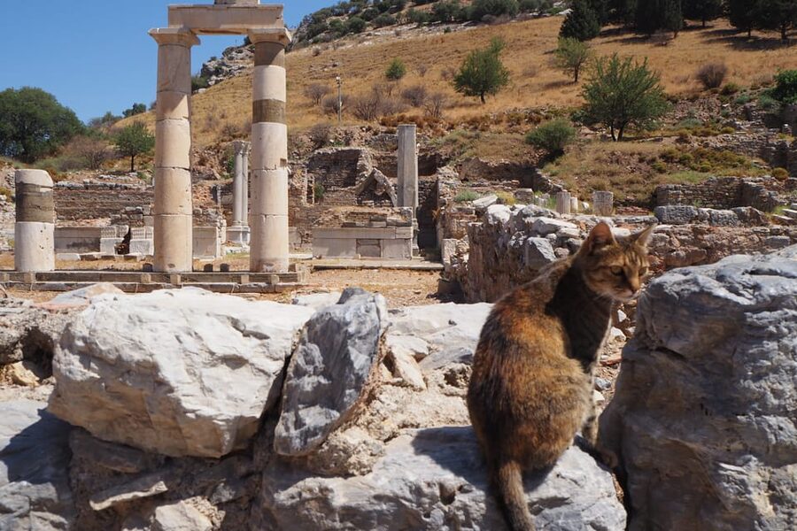 Ephesus: Half-Day Tour from Kusadasi - The Library of Celsus and the Temple of Hadrian