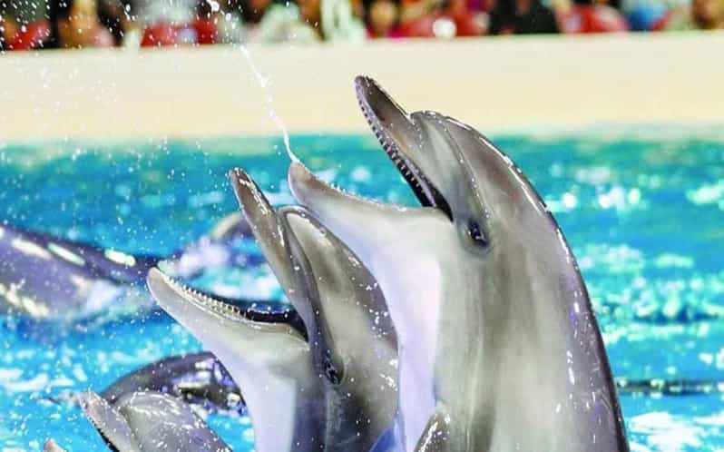 From Belek: Dolphin Show with Transfers - Key points before you book