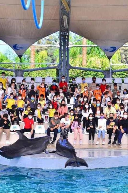 From Belek: Dolphin Show with Transfers - Leaving Belek by included hotel transfer