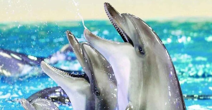 From Belek: Dolphin Show with Transfers - Learning about dolphin behavior from the trainers