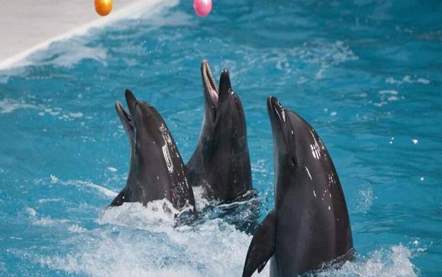 From Belek: Dolphin Show with Transfers - A balanced look at the animal show format