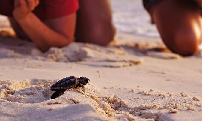 Full Day Fethiye Turtle Beach Tour With Mud Baths & Lunch - Key points to know before booking