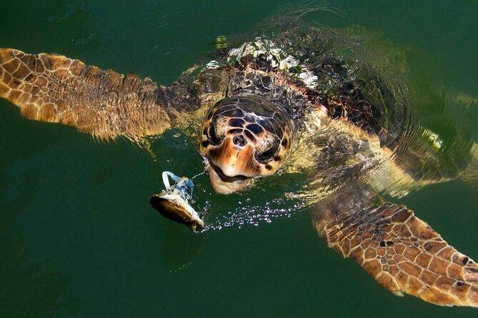 Full Day Fethiye Turtle Beach Tour With Mud Baths & Lunch - From Fethiye to Dalyan by morning coach