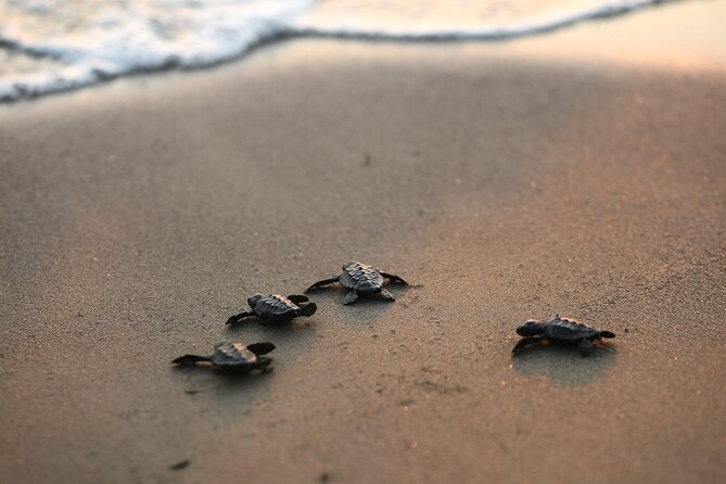 Full Day Turtle Beach Tour With Lake and Mud Baths From Marmaris - The Dalyan river cruise and cliff tombs