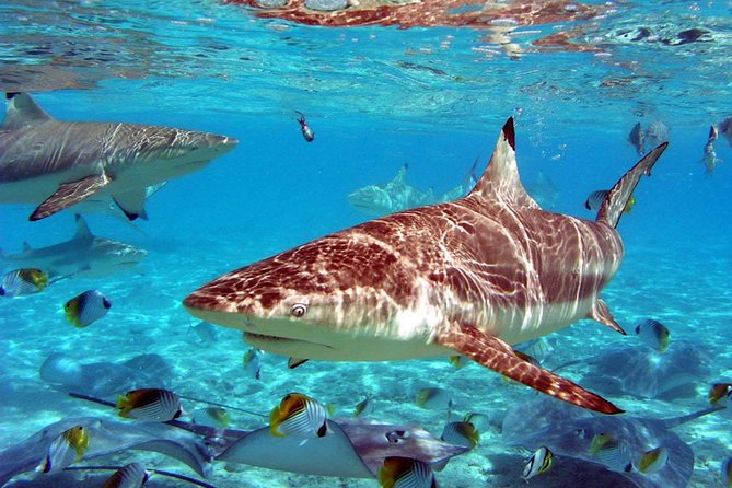 Istanbul Aquarium and Aqua Florya Independent Shopping Trip - Who will enjoy this independent outing most?