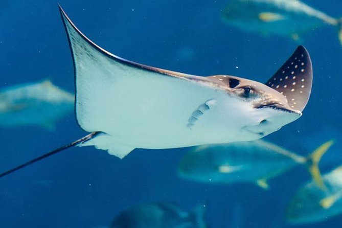 Istanbul Aquarium and Aqua Florya Independent Shopping Trip - Practical advice before you book