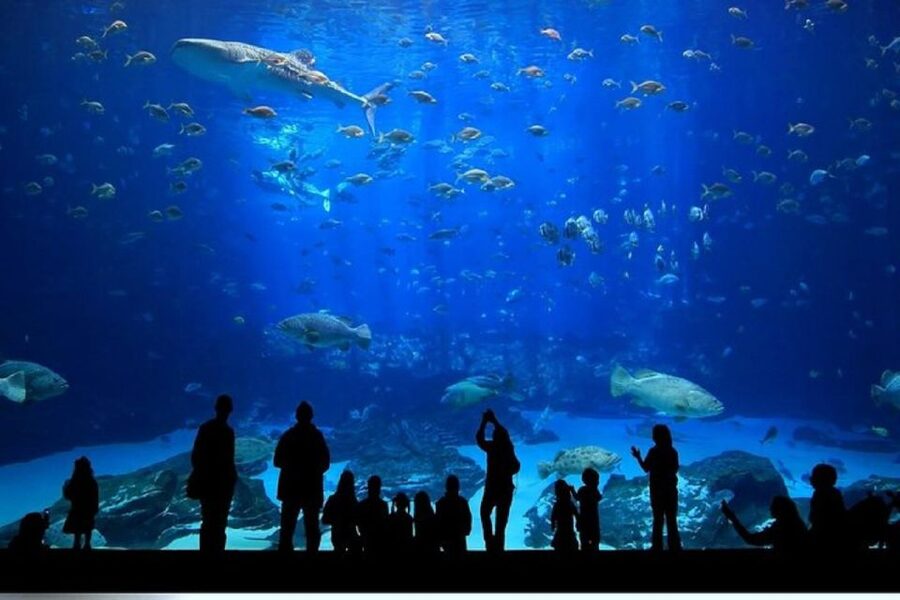 Istanbul Aquarium and Aqua Florya Shopping Mall Tour - Free time at Aqua Florya Shopping Mall
