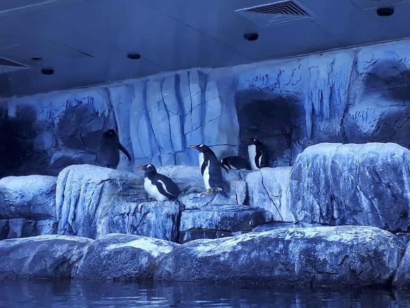 Istanbul: Aquarium Ticket and Round Trip Shuttle from Taksim - Key points to know before you go