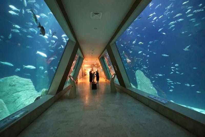 Istanbul: Aquarium Ticket and Round Trip Shuttle from Taksim - Starting at Taksim Square with a simple morning plan