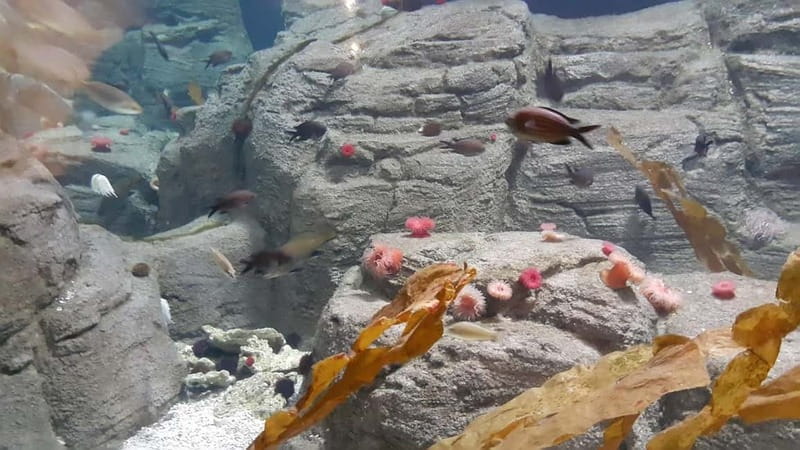 Istanbul: Aquarium Ticket and Round Trip Shuttle from Taksim - Following the 1.2-kilometer route inside Istanbul Aquarium