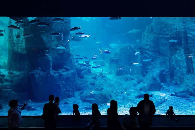 Istanbul: Aquarium Ticket with Shuttle Bus from Sultanahmet - What This Istanbul Aquarium Trip Really Includes