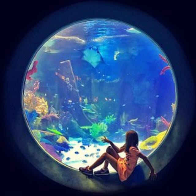 Istanbul: Aquarium Ticket with Shuttle Bus from Sultanahmet - Following The 1.2-Kilometer Aquarium Route