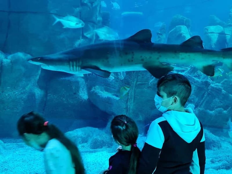 Istanbul: Aquarium Ticket with Shuttle Bus from Sultanahmet - Rainforest, Ice, And Underwater Tunnels