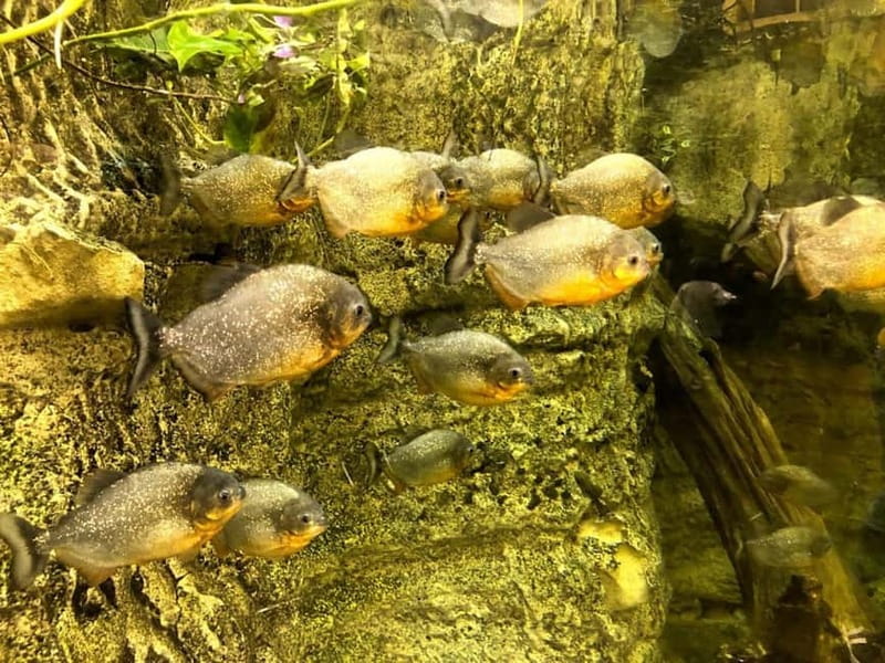 Istanbul: Aquarium Ticket with Shuttle Bus from Sultanahmet - Is Skip-The-Line Entry Worth It?