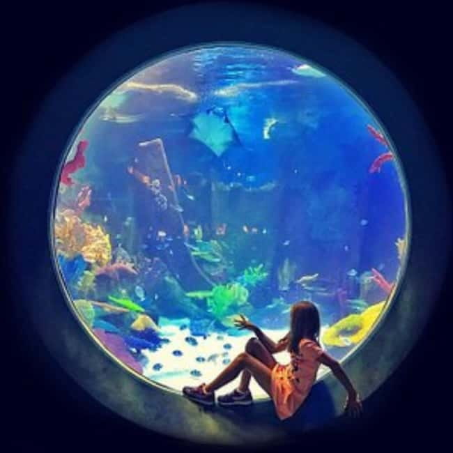 Istanbul: Aquarium Ticket with Shuttle Bus from Sultanahmet - Who Will Enjoy This Most?
