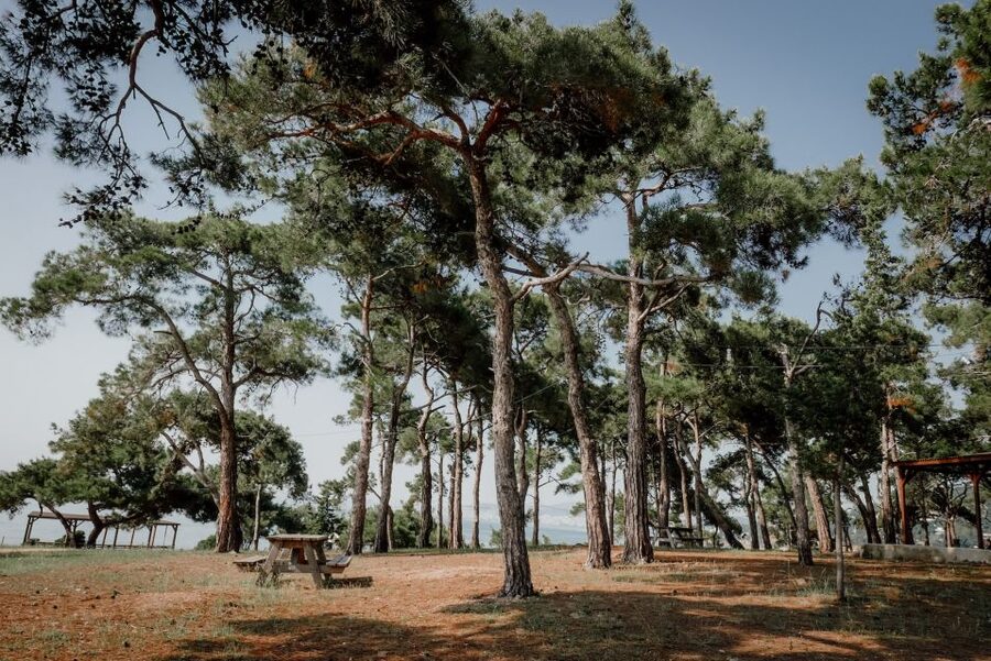 Istanbul: Princes' Islands Cruise w/Music, Lunch & Transfer - Beaches, swimming, and free time