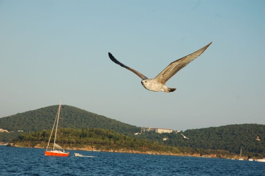 Istanbul: Princes' Islands Cruise w/Music, Lunch & Transfer - What the $34 price really buys you